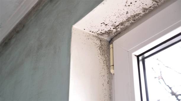 Best Best Mold Removal Companies  in Talty, TX