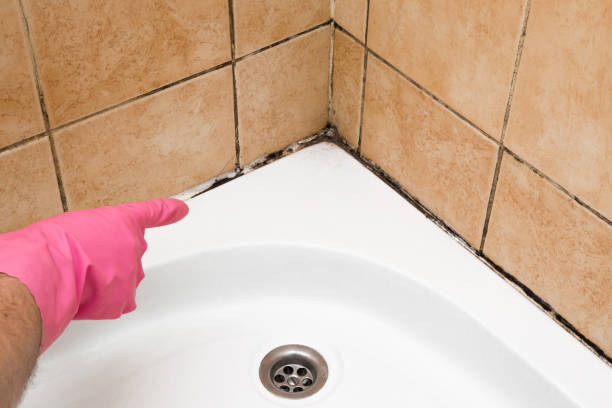 Best Mold Damage Repair  in Talty, TX